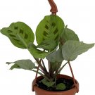 Maranta Prayer Green Very Easy To Grow Indoors Live Plant 4" Mini Hanging Basket