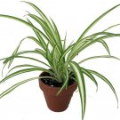 Spider Ocean Live Plant 4" Clay Pot Cleans The Air/Easy Grow Indoor Houseplant