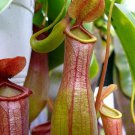 Carnivorous Nepenthes Alata Asian Pitcher Live Plant Exotic Indoor 2" Pot