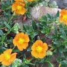 Helianthemum Carpet Suns Bronze Oranges Flowers Rose Garden Live Plant Quart Pot