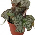 Terrarium Fairy Stonewall Begonia Live Plant 3.7" Pot Garden Houseplant Indoor