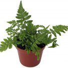 Tsussimense Rock Korean Are Polystichum Fern Indoor Or Out Live Plant 2.5" Pot