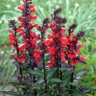 Cardinal Scarlet Starships Perennial Bronze Lobelias Garden Live Plant Quart Pot