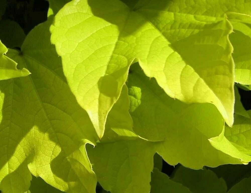 Golden Boston Ivy Parthenocissus Fenway Park Live Plant 2.5" Pot Outdoor Garden