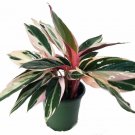 Tricolor Prayer Plant Stromanthe Triostar Easy to Grow Live HousePlant 4" Pot