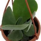 Kalanchoes Flapjacks Iuciaes Easy Succulent In & Outdoor 4" Mini Hanging Basket