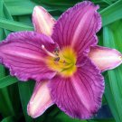 Rebloomer Daylily Purple Hemerocallis Oro Fragrant Garden Live Plant Quart Pot