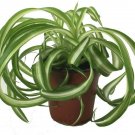 Spider Curly Bonnie Cleans The Air Houseplant 4" Pot