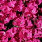 Dianthus Bright Pink Vivid Light Perennial Wonderful Garden Live Plant Quart Pot