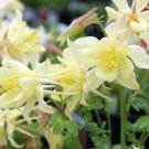 Aquilegia Caeruleas Yellow Blooms Kirigami Columbine Garden Live Plant Quart Pot