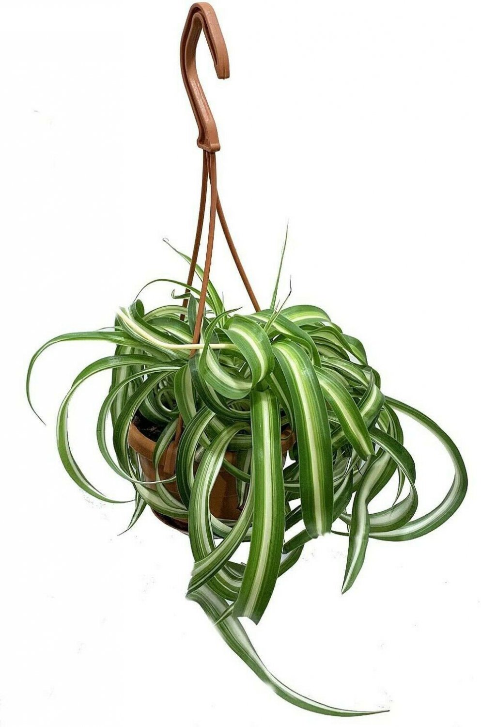 Spider Curly Bonnie Easy Grow Clean Air Indoor Live Plant 4" Mini Hanging Basket