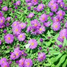 Perennial Aster Fall Blooming Purple Dome Hardy Garden Live Plant Quart Pot