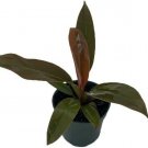Philodendron McColley's Finale Live Houseplant 4" Pot Indoor Plant Collector's