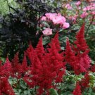 Red Astilbe Dark Plumes Fanal Outdoor Summer Blooming Live Plant Quart Pot
