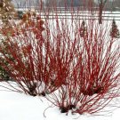 Farrow Arctic Fire Cornus Stolonifera Live Plant Redtwig Dogwood 4" Pot Outdoor