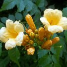 Plant Campsis Yellow Climbing Trumpet Vine Flower 2.5" Pot Radican Flava Outdoor