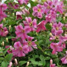 Pink Mink Clematis Live Plant Pink Flowers 4" Pot Proven Winners Garden