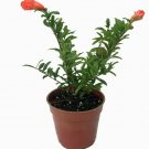 Punica Dwarf Pomegranate Live Plant Bonsai Houseplant Outdoors Edible 4" Pot