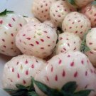 Strawberry Pineberry Plants White Carolina 25 Roots Bareroot Pineapple Flavor