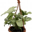 Nepthytis Arrowhead Holly Syngonium Easy House Live Plant 4" Mini Hanging Basket