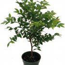 Myrciaria Cauliflora Jabuticaba Tree 4" Pot Live House Plant Outdoors or Bonsai