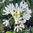 Lily Amboinensis Proiphys Cardwell Xmas Northern Fragrant White Blooms 6 Cm Bulb