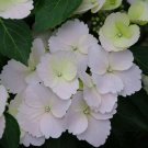 Cascade Hydrangea Fairytrail Bride White Blooms Proven Home Garden Plant 4" Pot