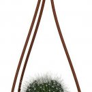 Cactus Barrels Easy To Grow Winter Hardy House Live Plant 4" Mini Hanging Basket