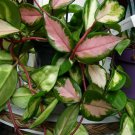Hoya Tricolor Strawberries & Wax Live Plant Great Houseplant Exotic Flower 4"Pot