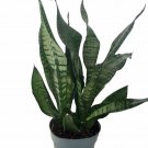 Snake Plant Mother-in-Law's Tongue-Sanseveria-6" Pot Live Houseplant Indoor
