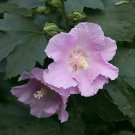 Flower Pollypetite Rose of Sharon Hibiscus 4" Pot Live Plant Proven Winners