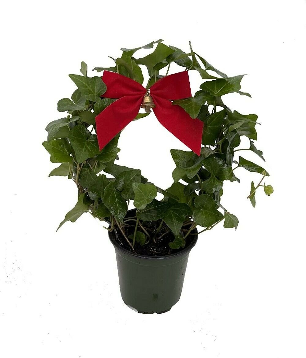Hedera Wreath Hoop Holidays English Trellis And Bows Ivy House Live Plant 4" Pot