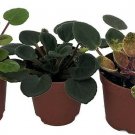 Violet African Miniature Fairy 3 In And Out Plants 2" Pot