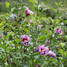 Purple Pillar Hibiscus Live Plant 4" Pot Rose of Sharon Proven Winners Garden