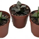Haworthia Pane Window Collection Live Home Plant Succulent 3 Plants In 2" Pots
