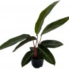 Stromanthe Prayer Sanguinea Rizomatous Easy Grow Colorful Home Live Plant 4" Pot