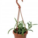 Senecio Fishhooks Strings Succulent Easy House Live Plant 4" Mini Hanging Basket