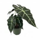 Alocasia Polly Live Plant Amazon Black Shield Indoor Houseplant 4" Pot