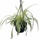 Ocean Spider Live Plant Easy to Grow Cleans the Air 6" Hanging Basket Pot Indoor