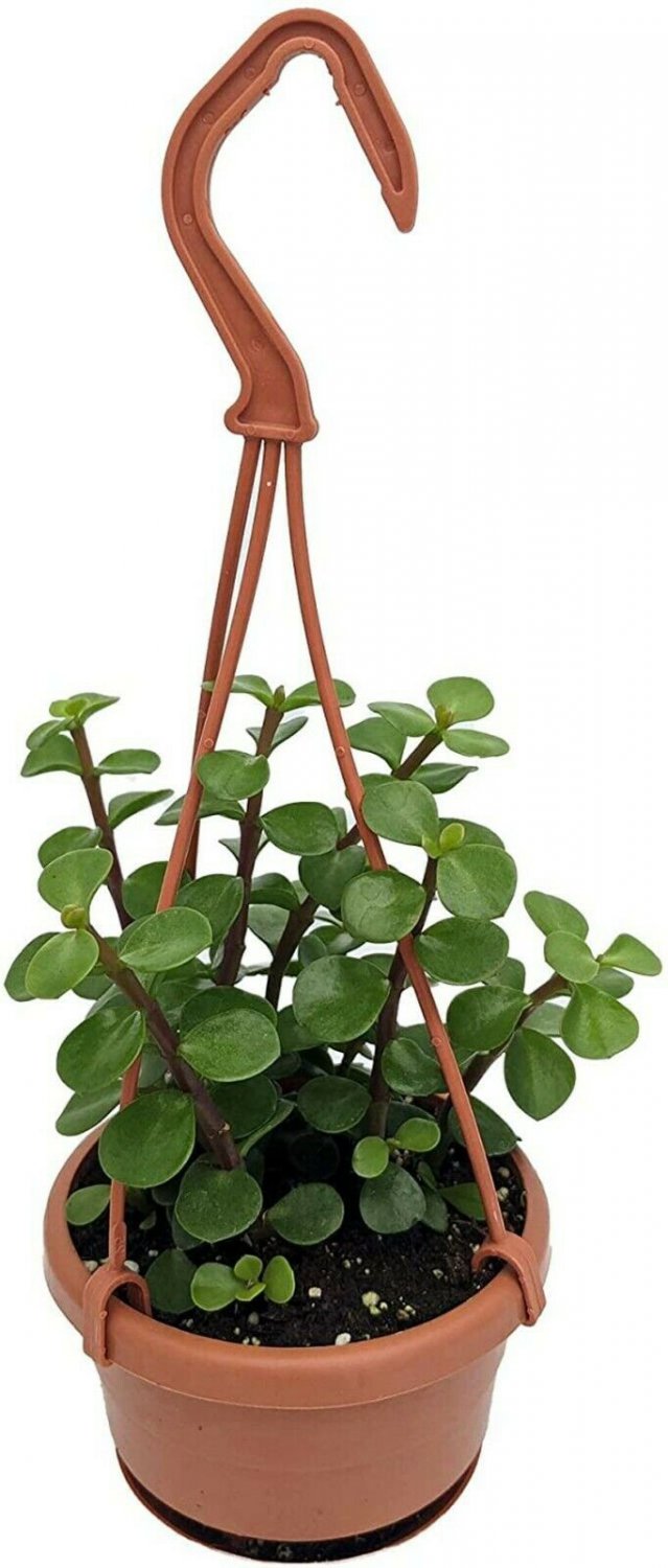 Red Stem Portulacaria Afra Spekboom Miracle Indoor Plant Hanging Basket 4" Mini