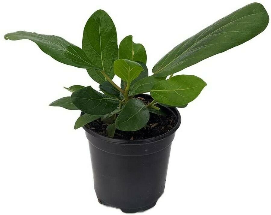 Ficus Benghalensis Audrey Indian Banyon Fig Live Tree 4" Pot Houseplant Indoor