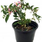 Malpighia Emarginata Barbados Cherry Plant Houseplant Indoors Outdoor 4" Pot
