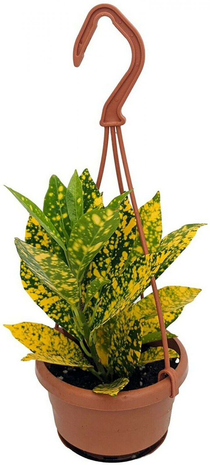 Crotons Goldstar Colorful Leaf Easy Grow Live House Plant 4" Mini Hanging Basket