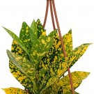 Crotons Goldstar Colorful Leaf Easy Grow Live House Plant 4" Mini Hanging Basket
