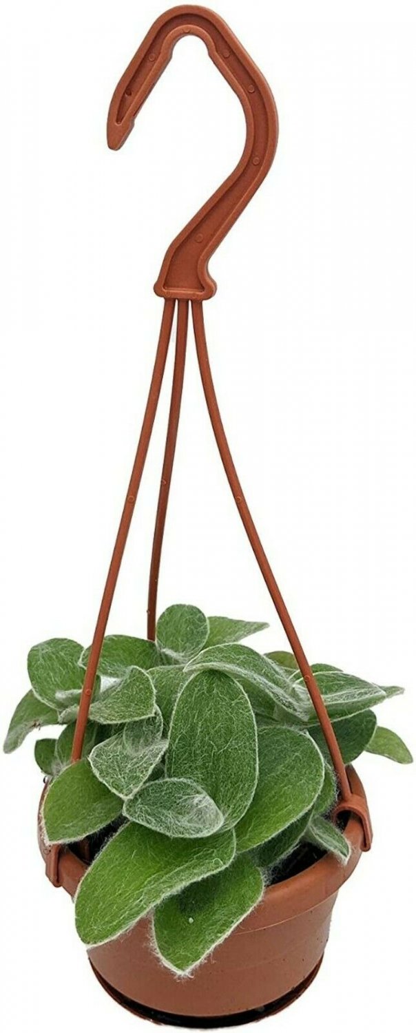 Tradescantia Cobweb Fuzy Velvet Wandering Home Live Plant 4" Mini Hanging Basket