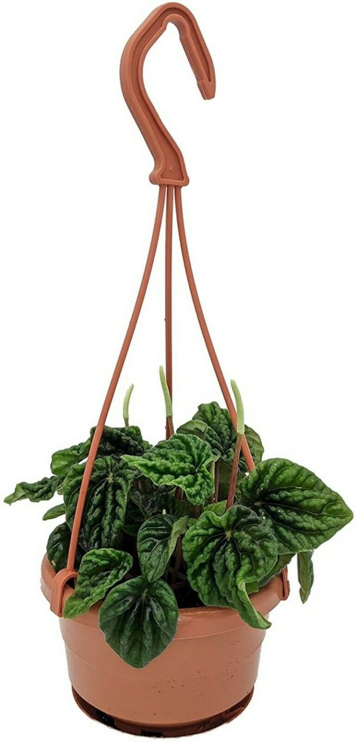 Peperomia Caperata Emerald Ripple Easy House Live Plant 4" Mini Hanging Basket