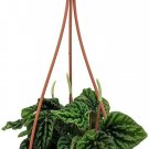 Peperomia Caperata Emerald Ripple Easy House Live Plant 4" Mini Hanging Basket