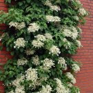 Hydrangea Anomala Petiolaris Climbing Hydrangea Live Plant Shade 4" Pot