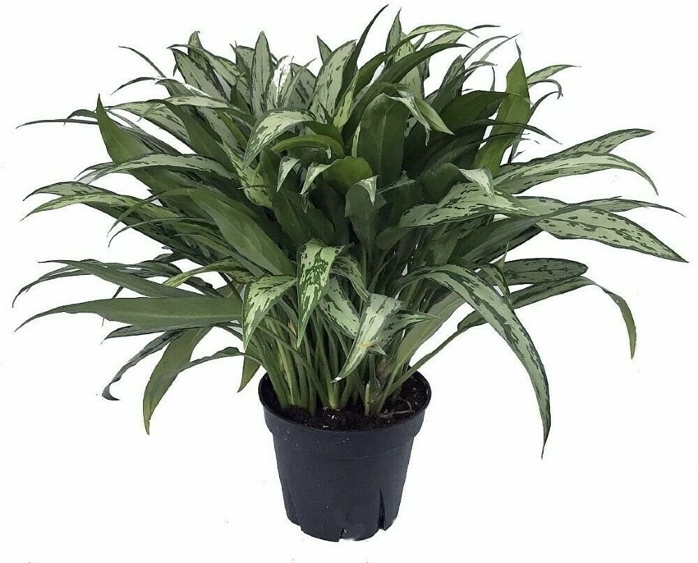Aglaonema Cutlass Chinese Evergreen Live Plant Low Light 4"Pot Indoor Houseplant