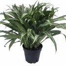 Aglaonema Cutlass Chinese Evergreen Live Plant Low Light 4"Pot Indoor Houseplant